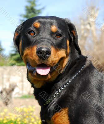 rottweiler