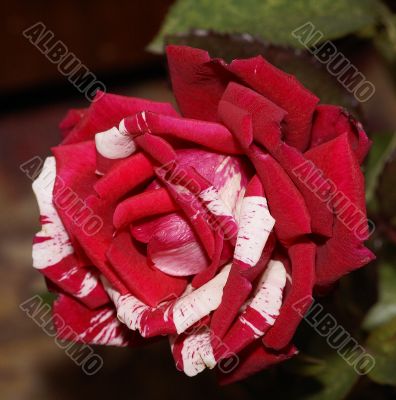Claret rose
