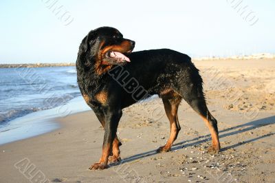 rottweiler