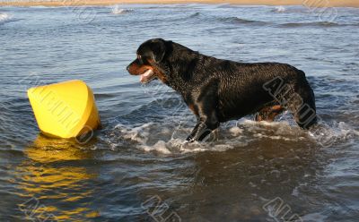 rottweiler in sea
