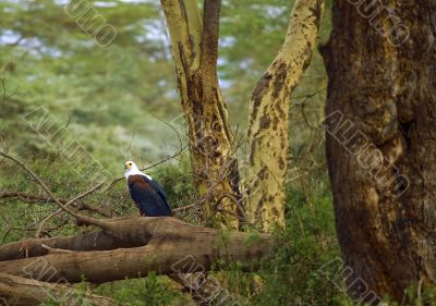Fish Eagle