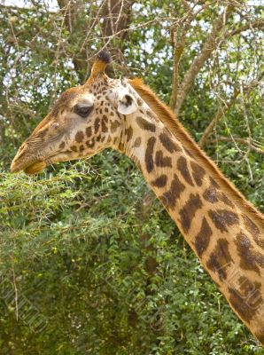 Giraffe
