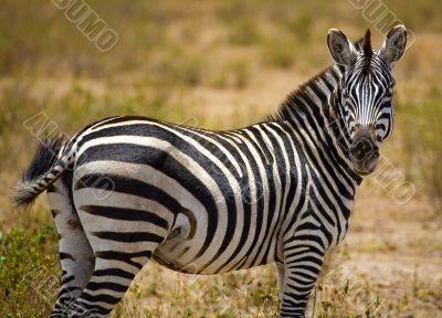 Zebra
