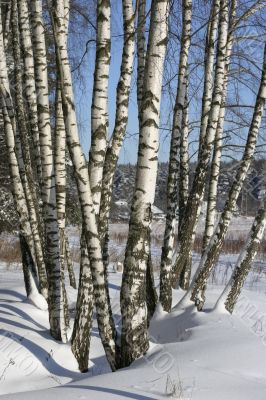Birches in winter