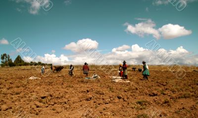 potato harvest in peru