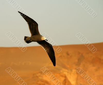 sea gull