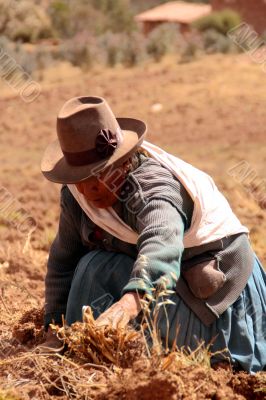 potato harvest in peru