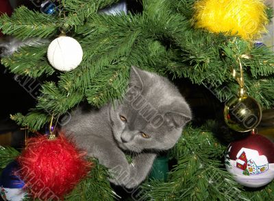 The kitten plays on a New Year tree