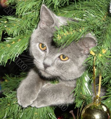 The kitten  on a New Year tree