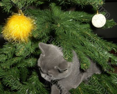 The christmas kitten