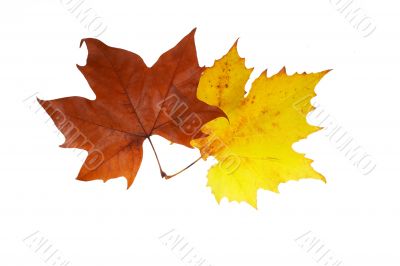 Two maple leaves