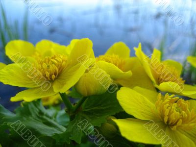river flowerses