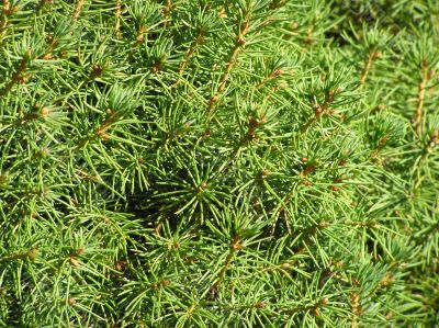 Green plants