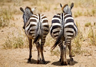 Cheeky Zebras