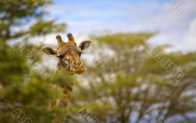 Giraffe