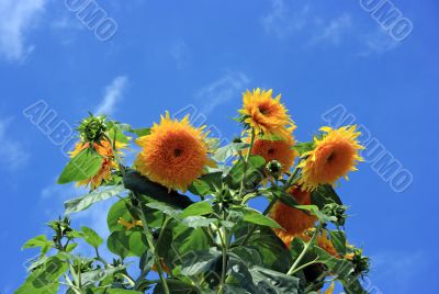Big sunflowers