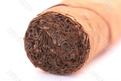 Cigar close-up