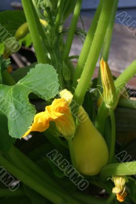 Yellow crook neck squash and blossom