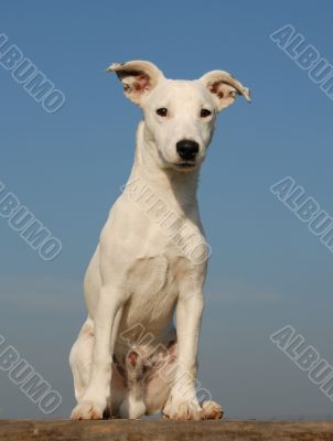jack russel terrier