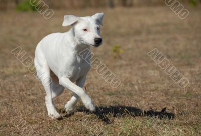 jack russel terrier