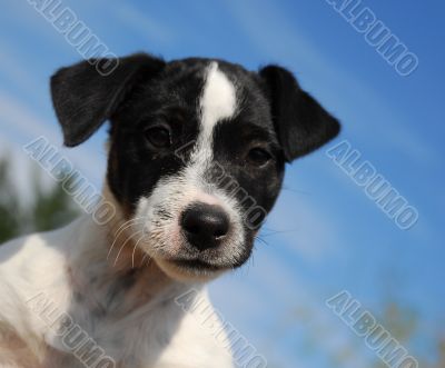 puppy jack russel terrier