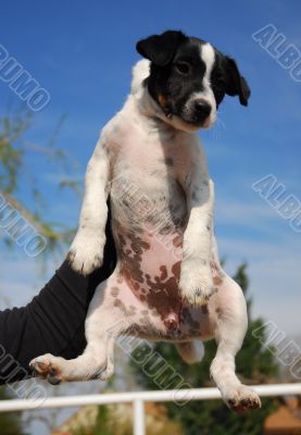 puppy jack russel terrier
