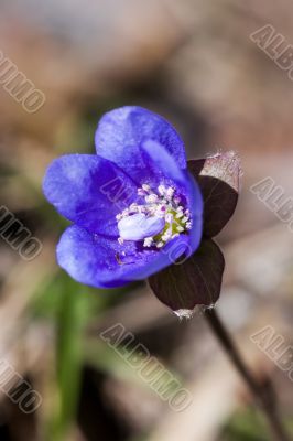 The first spring flower