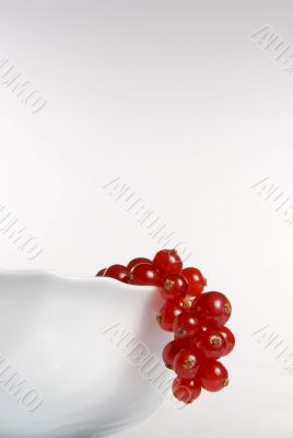 Red currant