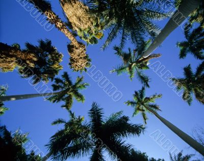Palms in the sky
