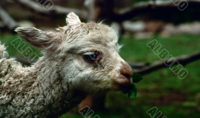 Lama, South America