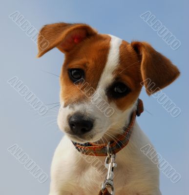 puppy jack russel terrier
