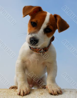 puppy jack russel terrier