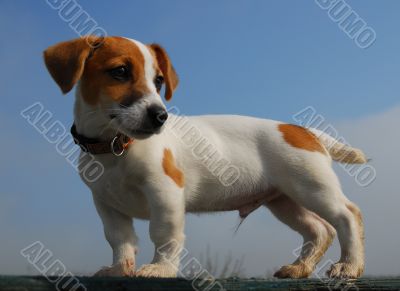 puppy jack russel terrier