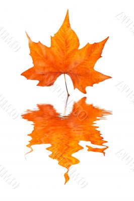 Maple leaf reflected
