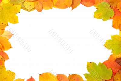 Colorful leaves frame