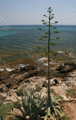 Cactus and the sea