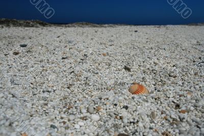 Shell on the beach