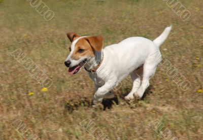 running jack russel terrier