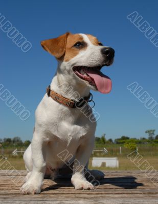 jack russel terrier