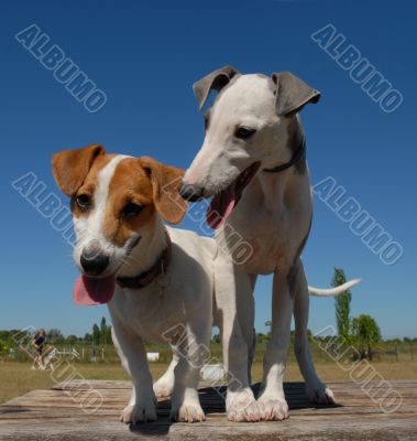 jack russel terrier and whippet