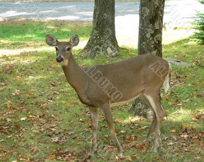 Female Whitetail