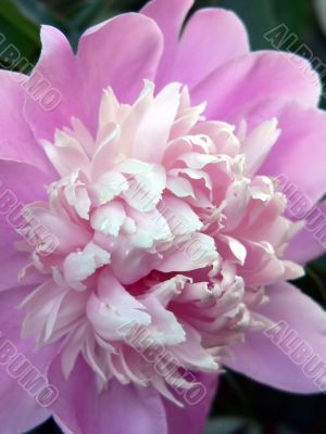 Pink Peony Close-up