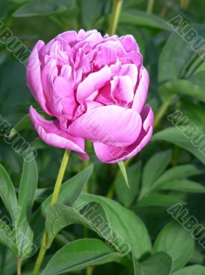 Pink Peony Bud