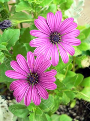 Purple Daisies