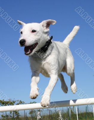 jumping jack russel terrier