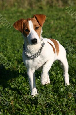puppy jack russel terrier