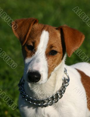 puppy jack russel terrier
