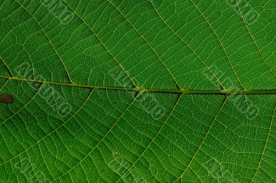 Leaf macro