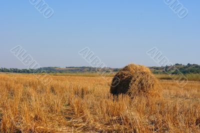 Stack hay