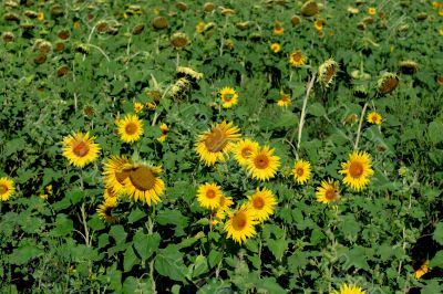 Sunflowers